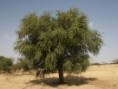 /album/balanites-aegyptiaca/balanites-aegyptiaca-albero-adulto-jpg/